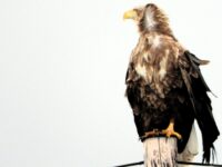 Ørna på stolpen i dag…