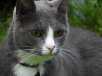 Mille – i bilder og toner…