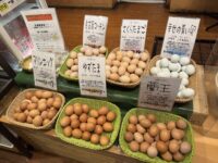 Brune, gule og blå…