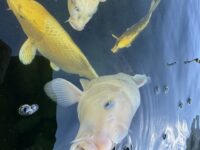 Carpe Diem eller Karpe Dammen?