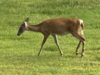 Dyrelivet utenfor Refuge Inn