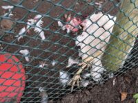 Mord i hønsegården i dag…